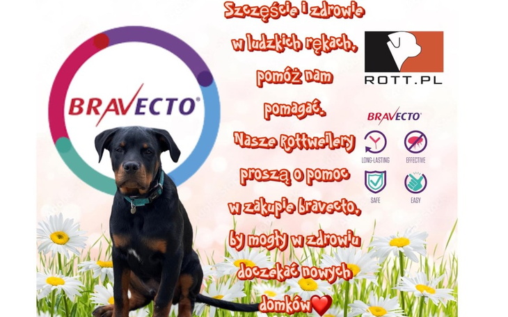 Zbiórka Alarm potrzebne BRAVECTO - zdjęcie główne