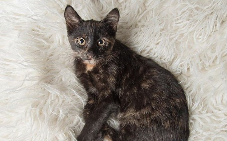 Zbiórka Operacja Lilitki - zdjęcie główne