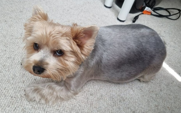 Zbiórka Normalne życie dla Yukiego - zdjęcie główne