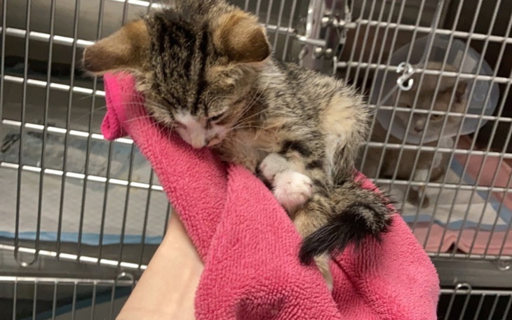 Zbiórka Pęknięta czaszka maleńkiej Lulu - zdjęcie główne