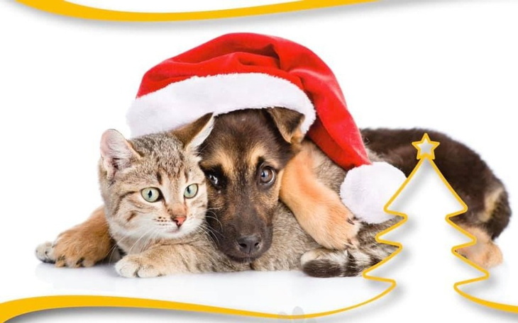 Zbiórka Mikołajkowe cztery łapy - zdjęcie główne