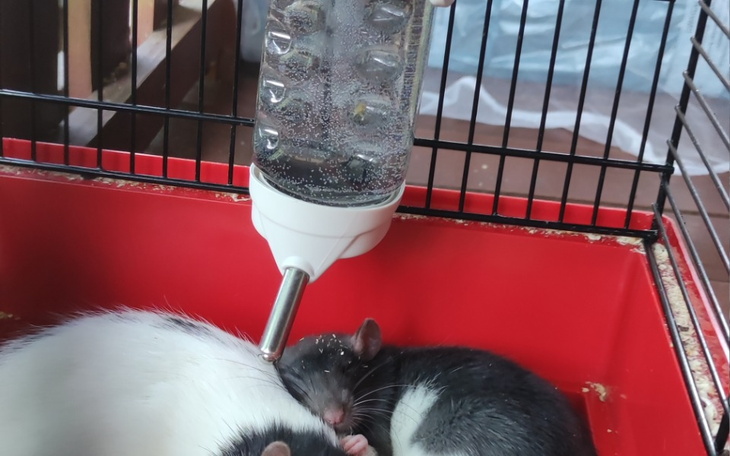 Zbiórka Karma dla zwierząt 1 - zdjęcie główne