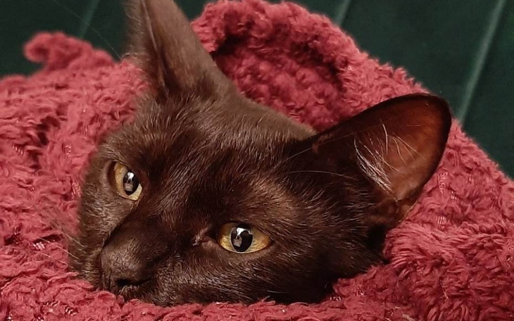 Zbiórka Ratunek dla Jeziora - zdjęcie główne