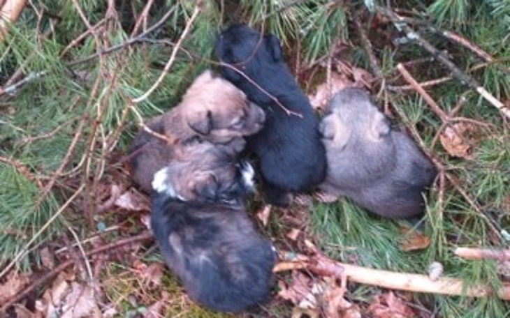 Zbiórka Szczeniaki znalezione w lesie - zdjęcie główne