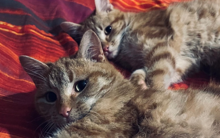 Zbiórka Vexy, Fred i George na DT - zdjęcie główne