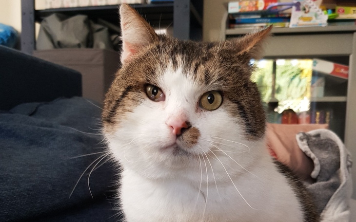 Zbiórka Daj piątaka na karmę dla kociaka - zdjęcie główne