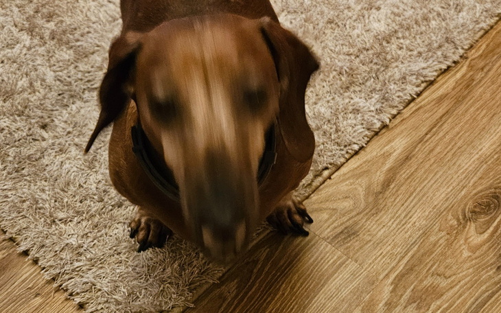 Rozmyty obraz psa na dywanie, w ruchu.