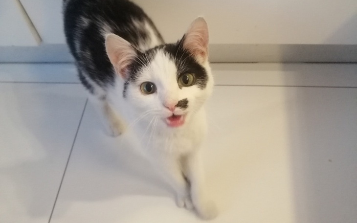 Zbiórka Podaruj Szaszce promyk nadziei - zdjęcie główne