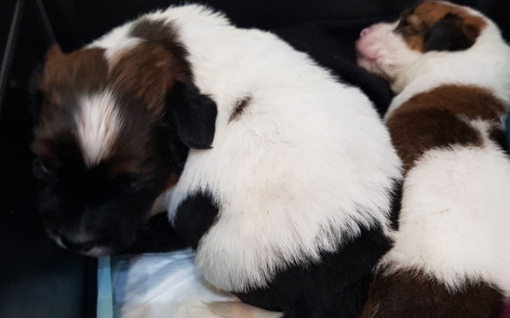 Zbiórka Psiaki z przystanku - zdjęcie główne