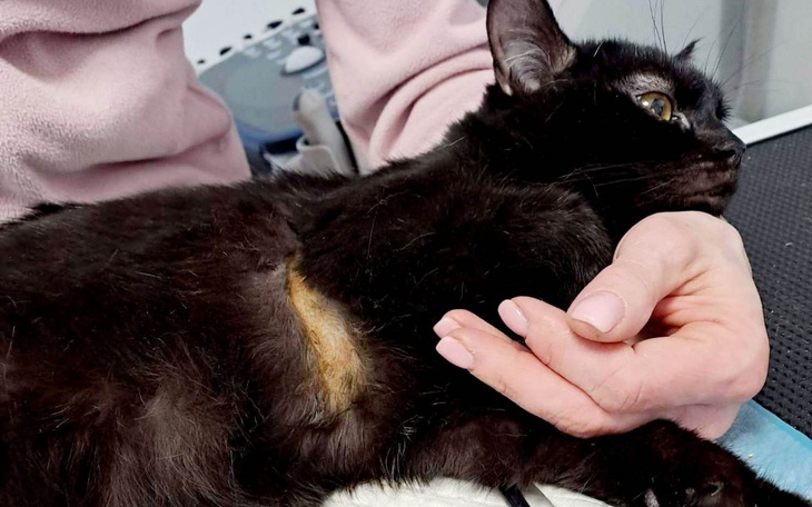 Zbiórka Pechowa Zosia z dwoma wirusami. - zdjęcie główne