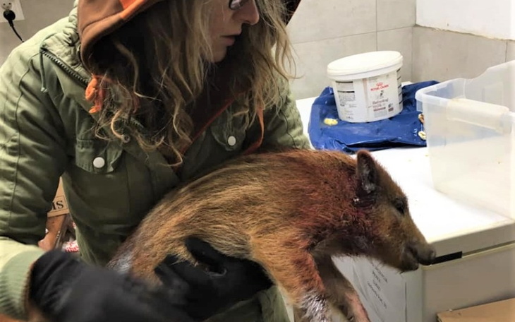 Zbiórka Ratuj dzikusy z nami - zdjęcie główne