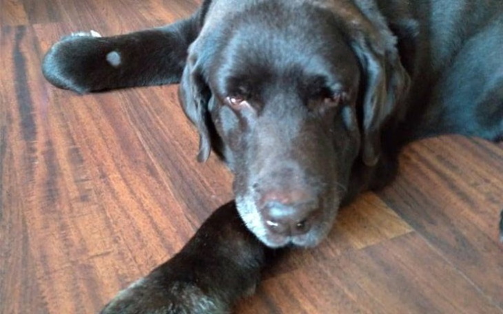 Zbiórka Kolejny raz walczy, by przeżyć. - zdjęcie główne