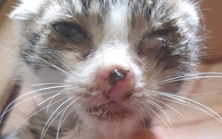 Zbiórka Wygrajmy walkę o życie kociąt - zdjęcie główne