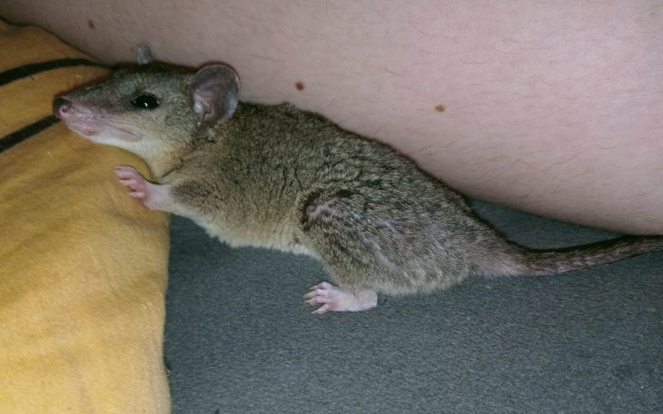 Mały torbacz leżący na kolanach, w przytulnej pozycji.