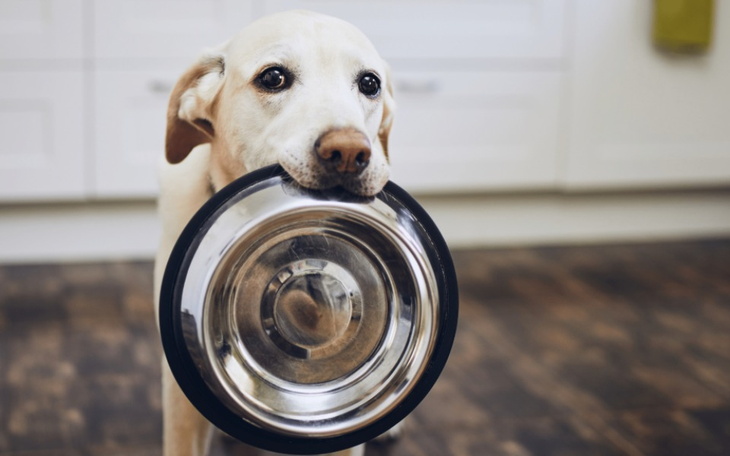 Zbiórka Karma dla schroniska Cywil - zdjęcie główne