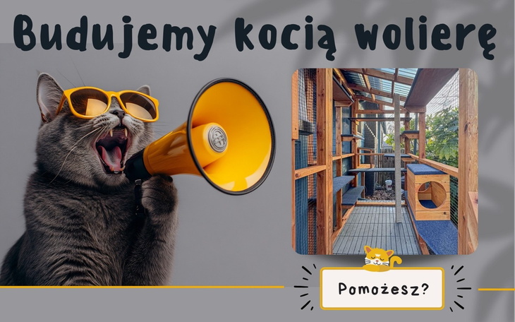 Kocia wola z drewnianymi elementami i kotem w okularach przeciwsłonecznych.