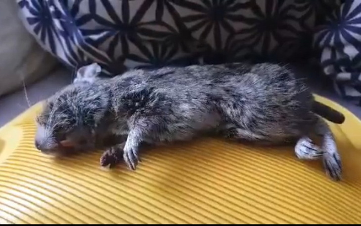 Zbiórka Ratowanie życia Pistacji - zdjęcie główne