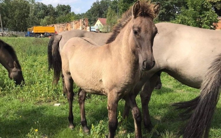 Zbiórka Pomóż mi to moje Marzenie - zdjęcie główne