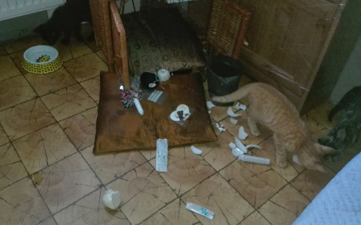 Zbiórka Małe pchlarze - zdjęcie główne