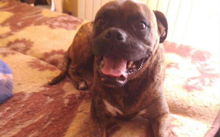 Zbiórka Zbiórka na wspaniałą suczkę. - zdjęcie główne