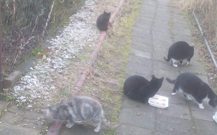 Zbiórka Jedzonko dla kotów wolnożyjących - zdjęcie główne