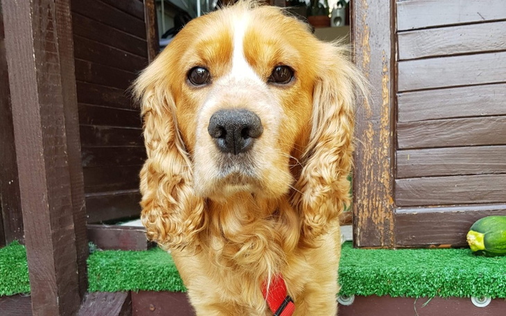 Zbiórka Na ratunek Rudemu. - zdjęcie główne