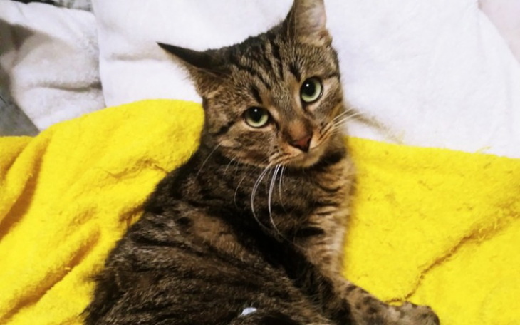 Zbiórka Na Fibrę dla Lei - zdjęcie główne