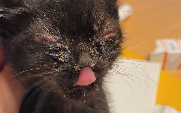 Kotek z problemami zdrowotnymi, z językiem na wierzchu.