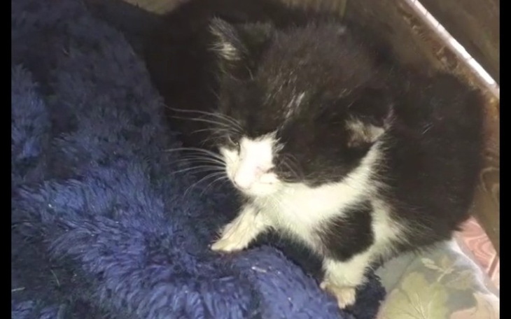 Zbiórka Kocie dzieci walcza o zycie!!! - zdjęcie główne