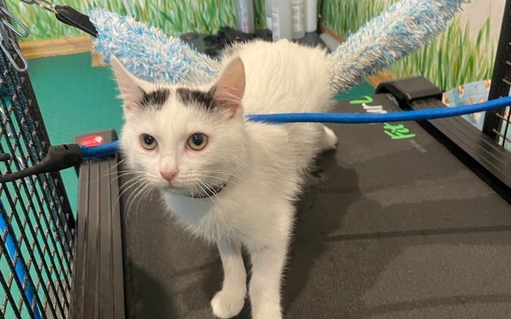 Zbiórka Pomóżmy Chmurce wstać - zdjęcie główne