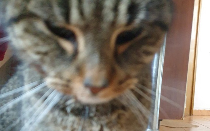 Zbiórka Ratowanie Kasi, kotki - zdjęcie główne