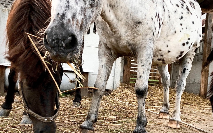 Zbiórka Prasa do siana dla koni - zdjęcie główne