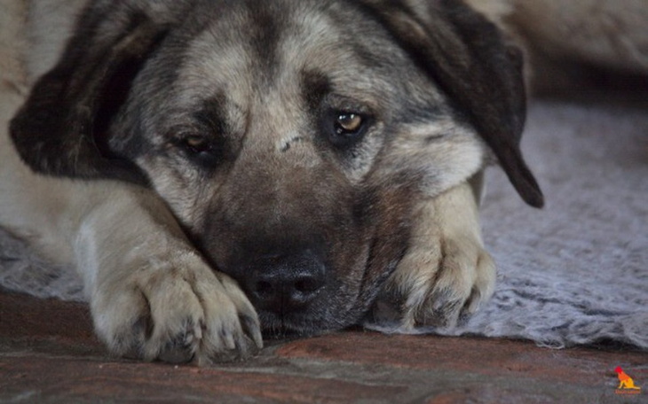 Zbiórka Zapewnijmy dach nad głową! - zdjęcie główne