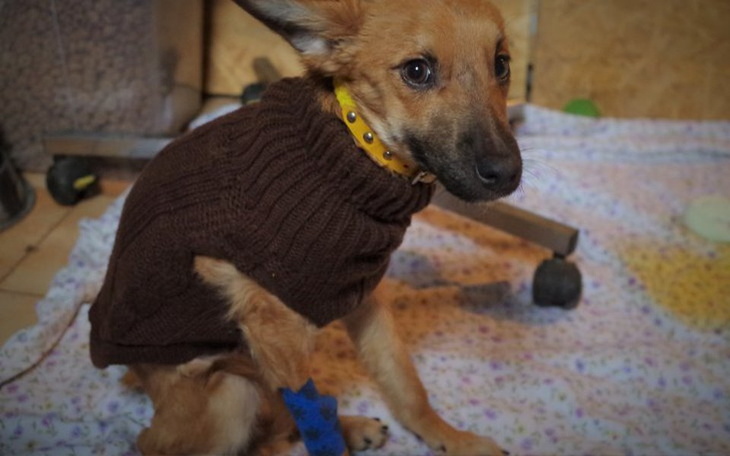 Zbiórka Pomoc zagłodzonym chorym psiakom - zdjęcie główne