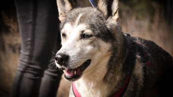 Zbiórka Ragnar i Vanya na deficycie - miniaturka zdjęcia