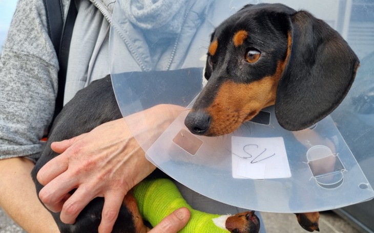 Zbiórka Na leczenie jamniczki po wypadku - zdjęcie główne