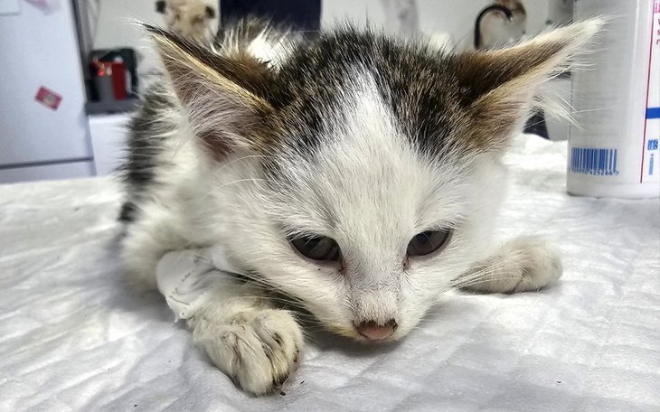 Zbiórka Wygrać z paneleukopenią - zdjęcie główne