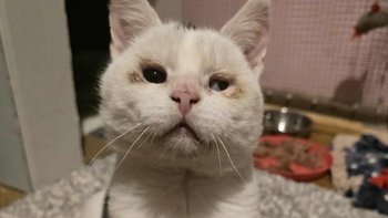 Zbiórka Operacja okulistyczna Gumisia - miniaturka zdjęcia