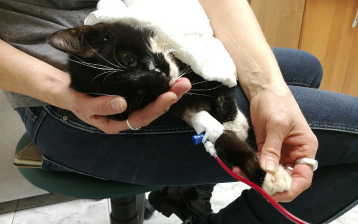 Zbiórka Leczenie 4 kotów z panleukopeni - zdjęcie główne