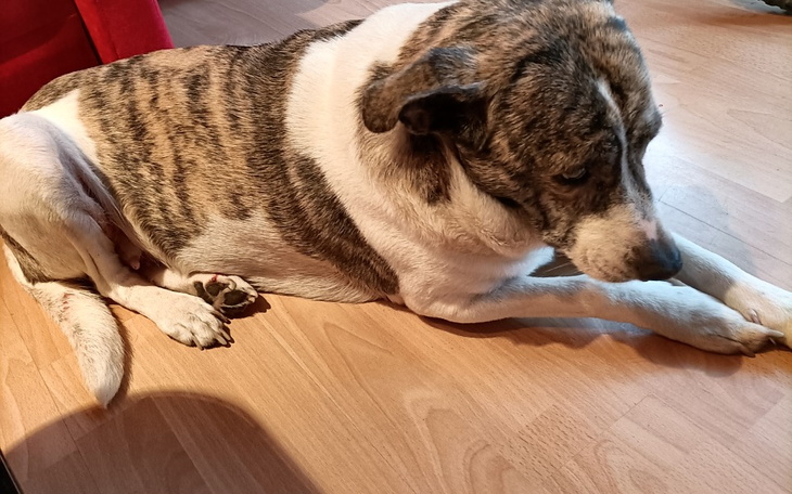 Zbiórka Na operację guza mojej suczki - zdjęcie główne