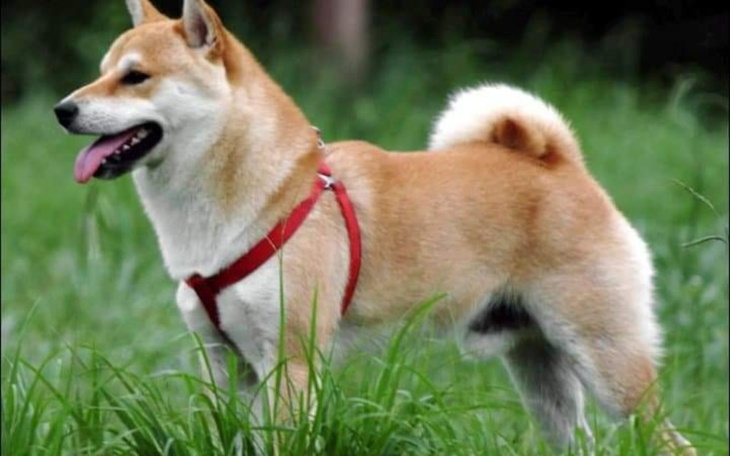 Zbiórka Zbieram na wymarzonego piesiunia - zdjęcie główne