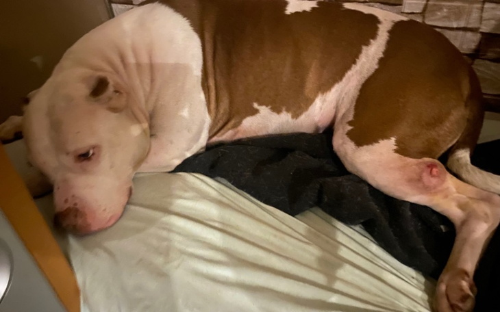 Zbiórka Operacja guza nowotworowego - zdjęcie główne