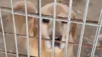 Zbiórka Leczenie Stefcia z Sobolewa - miniaturka zdjęcia