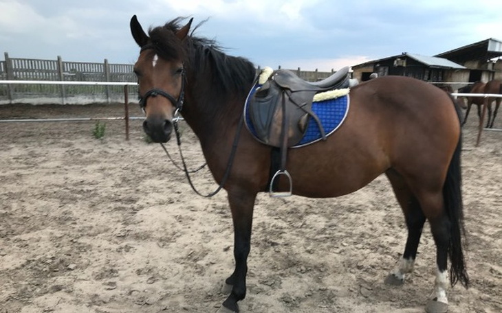 Zbiórka Uratujmy przed śmiercią! - zdjęcie główne