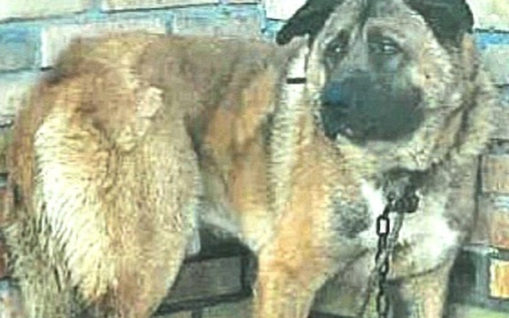 Zbiórka Pies zbiera na transport - zdjęcie główne