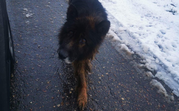 Zbiórka Walka o życie Basiora PILNE - zdjęcie główne