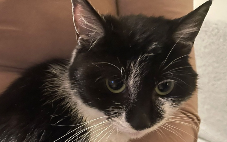 Zbiórka Sterylizacja kici z ulicy - zdjęcie główne