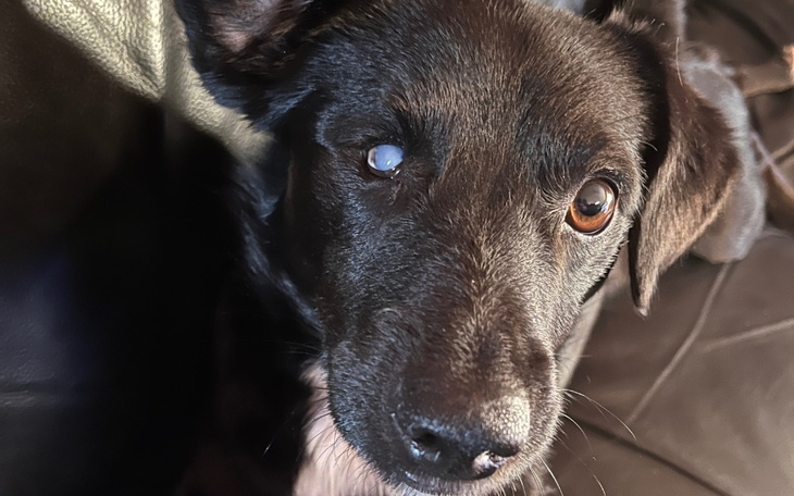 Czarny pies z jednym okiem, patrzący w obiektyw.