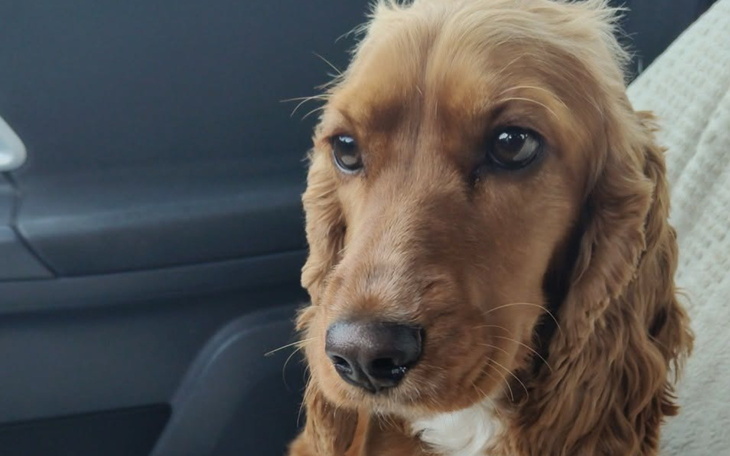 Pies w samochodzie, z wyrazem skupienia na twarzy.