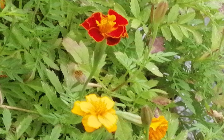 Zbiórka życie na codzień proszę o pomoc - zdjęcie główne